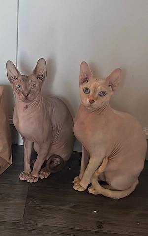 3 nackis suchen zu hause 