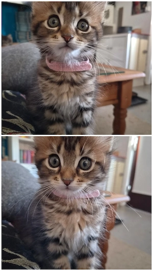 Norweger MaineCoon Mix Kitten