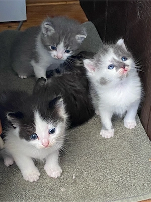 Baby katzen 