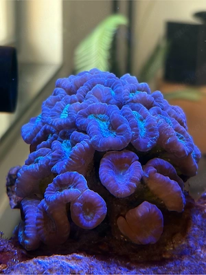 Caulastraea echinulata BiColor über 30 Köpfe Koralle Meerwasser
