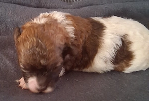 Maltipoo Welpen suchen Traumzuhause,gescheckt,apricot und champagner Farbene Zwerge