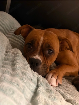 boxer   labrador welpen 
