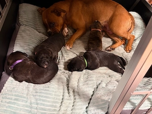 boxer  labrador welpen vom  