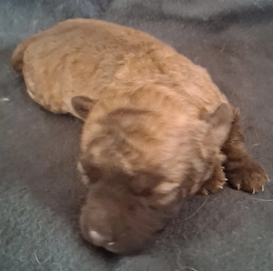 Maltipoo-Welpen suchen ihr zuhause