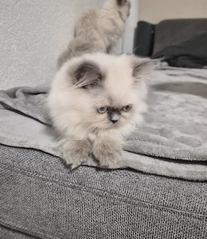 Süßes und verschmuste Colourpoint (Blue Point) Perserbaby Mädchen