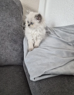 Süßes und verschmuste Colourpoint (Blue Point) Perserbaby Mädchen