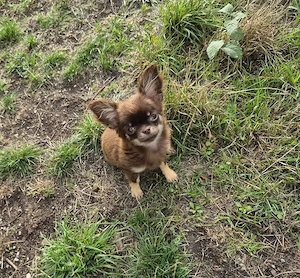Chihuahua Hündin Mini 