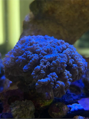 Caulastraea Furcata Blue Koralle Meerwasser Aquarium