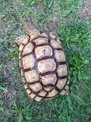 Spornschildkröte Centrochelys sulcata 4er Gruppe