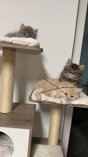 2 süße BKH und BLH mädels 
