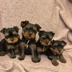 Yorkshire Terrier