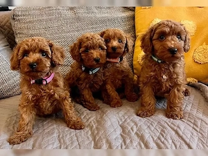 Golden Maltipoo mini Welpen 