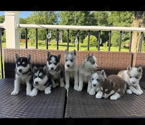 &&&& Siberian Husky Welpen mit blauen Augen &&&&
