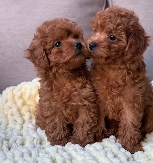 Sweet Mini pudel welpen 