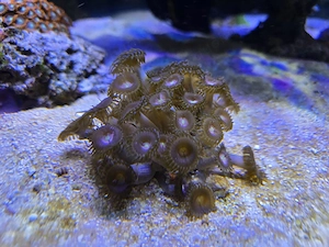 Lila Krustenanemonen Alien Explosion 