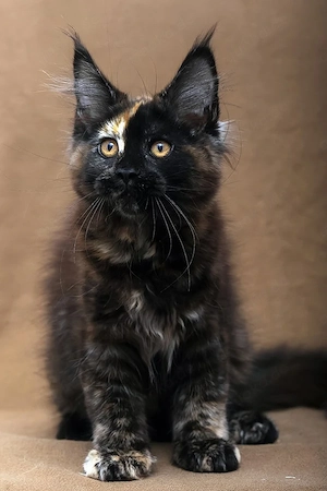 Wunderschöne, 4 Monate alte Maine Coon sucht ein Zuhause für immer.   