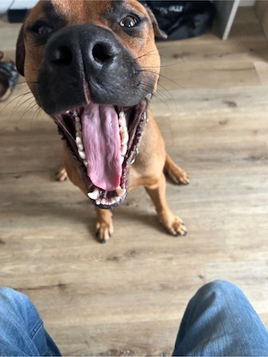 Schäfer-Malinois-Mix