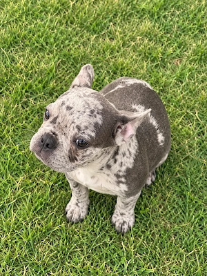 Französischer Bulldoggen Rüde in Merle 