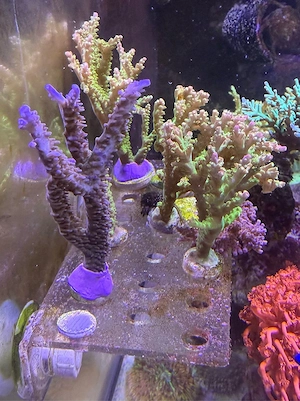 Acropora Ableger abzugeben