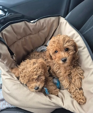 abgabebereit toy pudel zwergpudel pomeranian maltipoo zwergspitz havapoo