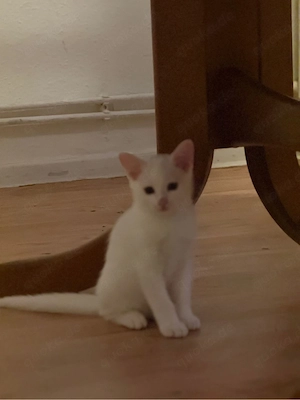 BKH Mix)Liebevolles Zuhause für eine baby schwarze Katze gesucht