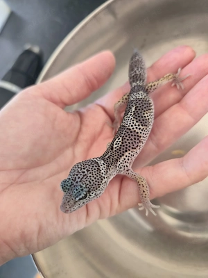 Leopardgecko-Nachzuchten Männchen 