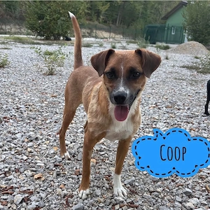 Coop, lieber und sanfter Jungrüde, Save Bracke Labrador Mix, auf PS in Deutschland