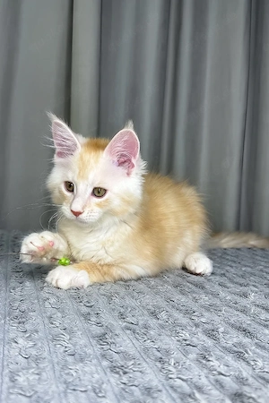Maine Coon Kater 12 Wochen Creme Weiß Geimpft & Entwurmt