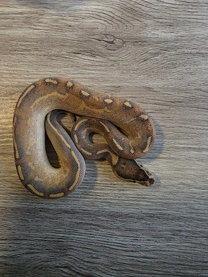 2 köpys abzugeben 