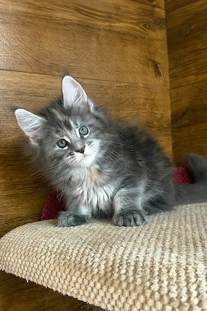 Maine Coon Kater 12 Wochen Blue Silver Tabby Geimpft & Entwurmt 