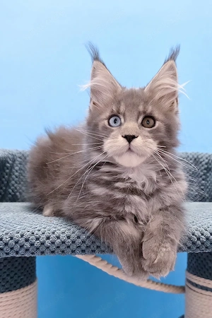 Maine Coon Kater 12 Wochen Blue Geimpft & Entwurmt