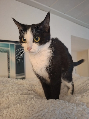 Katze sucht ein Zuhause