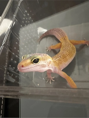 Leopardgecko   geschlüpft am 10.06.2026