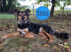 Kovu, wunderhübscher Collie Schäferhund Mischling