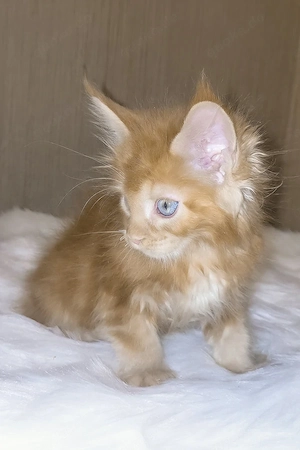 Maine Coon Katze 12 Wochen Red Orange Geimpft & Entwurmt