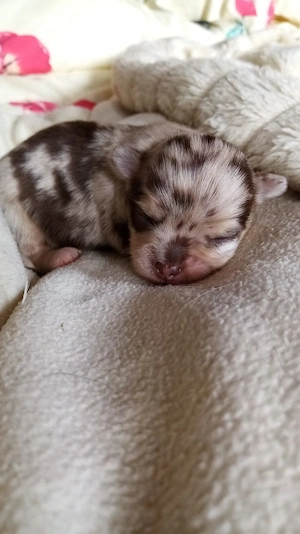 Typvolle Chihuahua Welpen.L.H. Mädchen und Jungen 