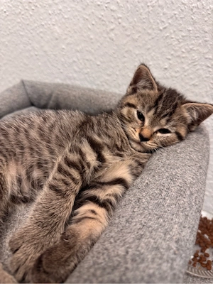 BKH Mix kitten 