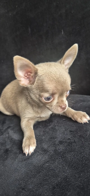 Chihuahua Welpen suchen liebevolle Familien