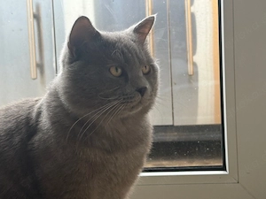 Grauer Bkh Kater