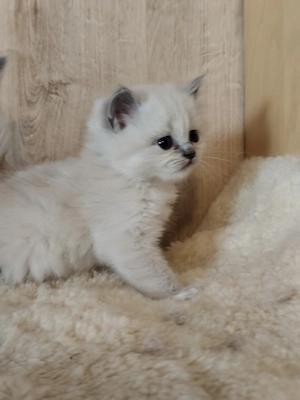 Edelmix Kätzchen Birma BLh Ragdoll