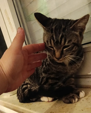Kitten zu verkaufen 