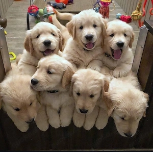 Golden retriever welpen 