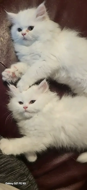  2 Reinrassige Perserkitten in königlichem Schneeweiß (Magdeburg)