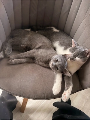 Wunderschöne BKH Mix Kitten 