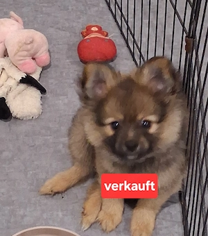 Pomchi welpen