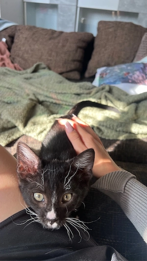 Kater sucht ein liebevolles zuhause