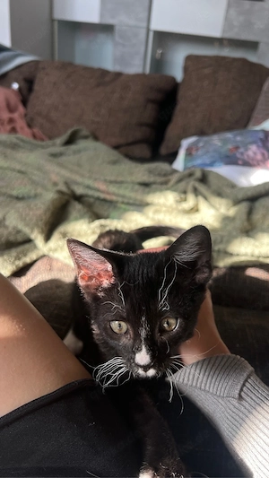 Kater sucht ein liebevolles zuhause