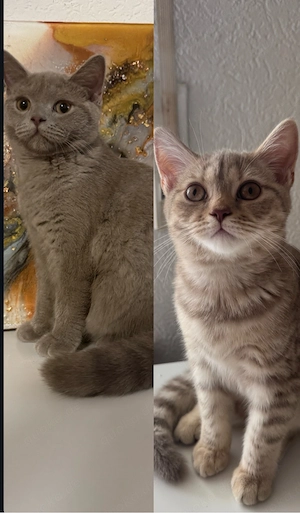 Britisch Kurzhaar 2 weibliche kitten noch übrig 