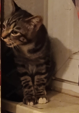 Kitten zu verkaufen 