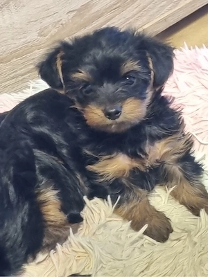 Yorkshire Terrier Welpen